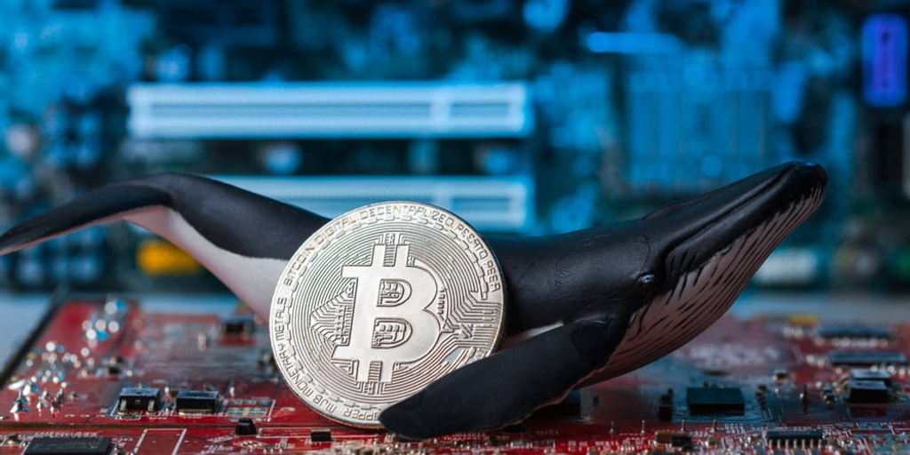 Bitcoin Whale Transfers $5 Million Worth of BTC Mined 15 Years Ago